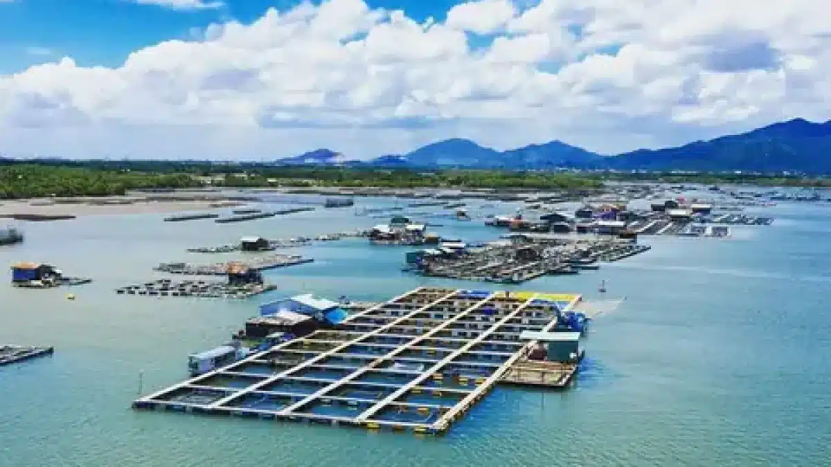 Toàn cảnh làng bè Long Sơn nhìn từ trên cao